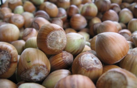 plod suchý nepukavý - oříšek - líska obecná